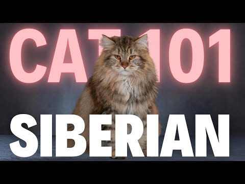 Siberian Cat 101: Everything You Need To Know - Is It the Right Cat for You?