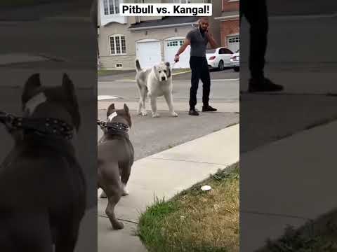 A pitbull vs. Kangal, who wins?!