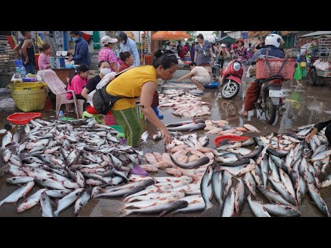Morning Fish Market Scene @Prek Phnov - Amazing Big Site Distribute Alive Fish, Dry Fish & More