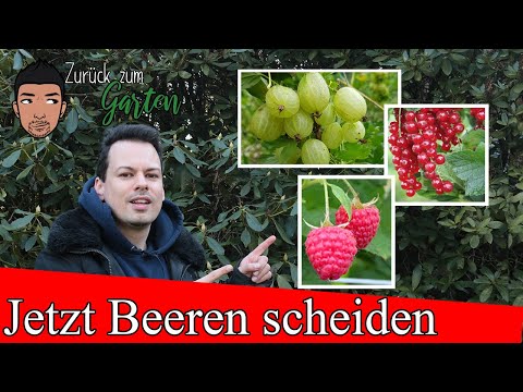 Kurzanleitung Rückschnitt von Johannisbeeren, Himbeeren und Stachelbeeren