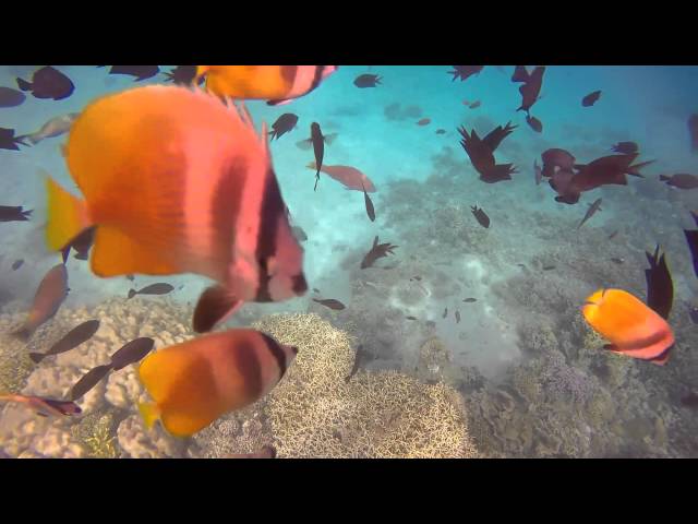 Tropical fish Puerto Galero, Philippines