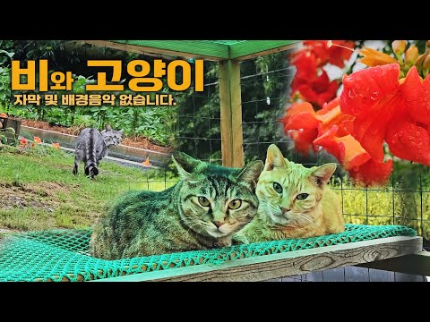 가을을 재촉하는 비와 고양이들