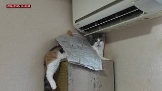 三毛猫フミちゃん　 LIVE配信　2026年7月25日　calico cat　(LIVE stream)