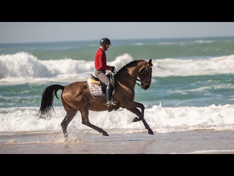 **SOLD** Piro free Lusitano gelding - bombproof ride (REF#710)