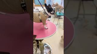 サロンは行きたいけどメンテは苦手なフレブル