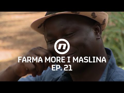 Prince odabrao drugu duelisticu - Epizoda 21 | Farma More i Maslina