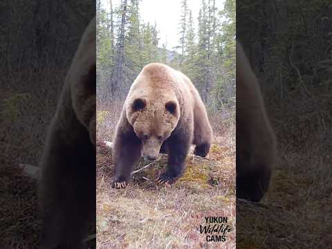 Yukon wildlife: Grizzly, lynx, moose