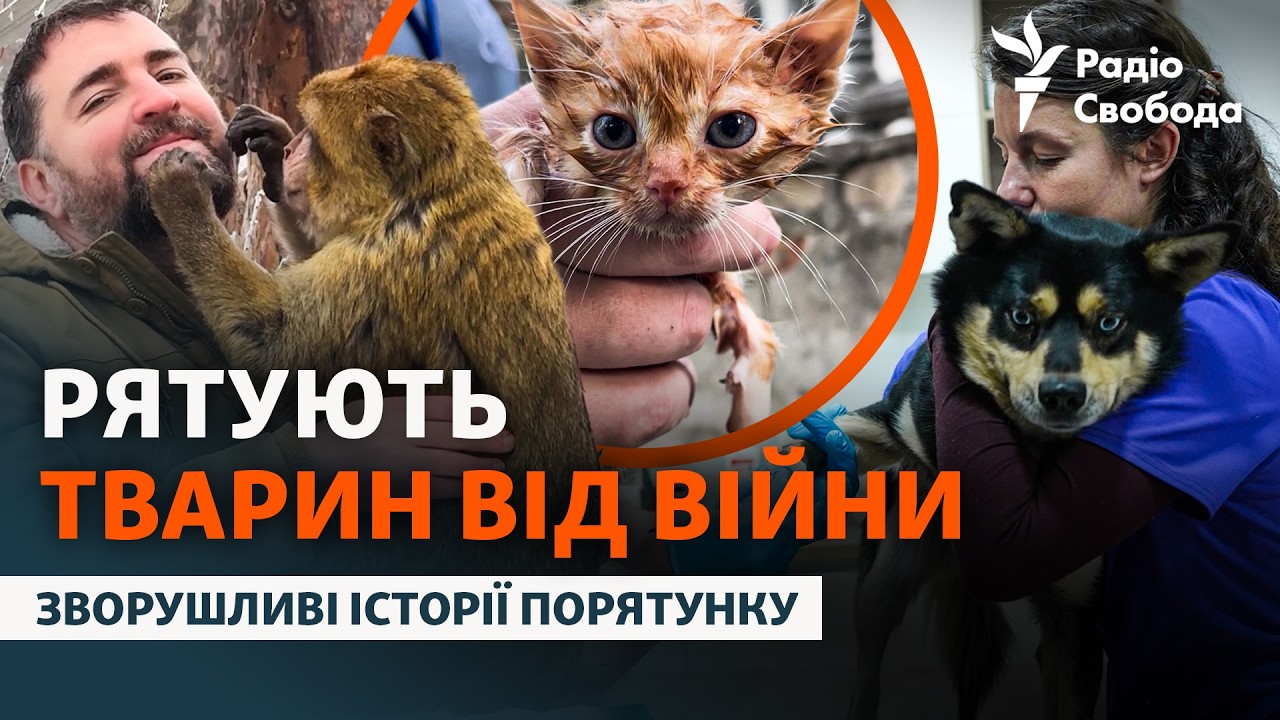 Рятують тварин, які постраждали від війни та жорстокості людей: історія вете
