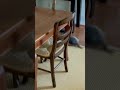 犬の動画 508