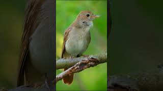 Download lagu SUARA BURUNG SIKATAN LONDO DI HUTAN RIMBA | NIGHTINGALE #birds #shorts #sikatanlondo #nightingale mp3