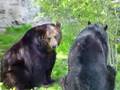 Black Bears Playing At The Detroit Zoo