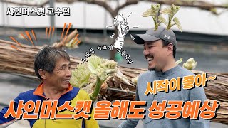 샤인머스캣 꽃눈이 균일하게 두개씩 나옵니다! | 샤인머스켓 고수의 재배 방법  | 농사 100단