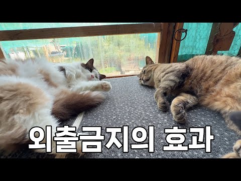 맨날 싸우고 앙숙이었던 고양이들이...갑자기 사이가 좋아졌다.