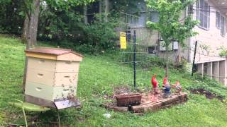 Initial Bee Swarm, April 18th, 2015