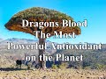 Dragons Blood The Highest Rated Antioxidant On The Planet