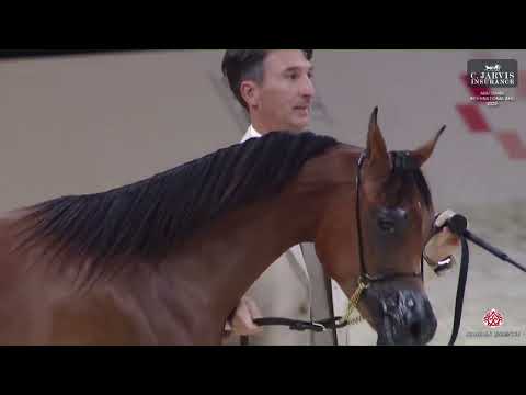 N 14 D NIVEEN   Abu Dhabi International AHC 2025   Yearling Fillies Section A Class 1A