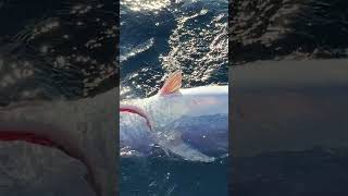 Big Baits - Big catch? #seychelles #yellowfintuna #ultimatefishing #outerbanks