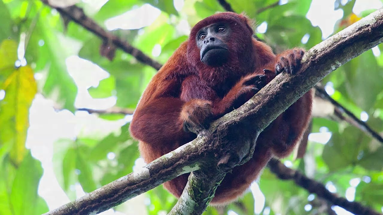 The Amazon rainforest