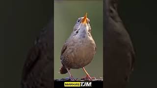 Download lagu TEMBAKAN TAJAM WINTER KONIN UNTUK MASTERAN PLECI MEWAH #shorts #shortvideo #shortsfeed mp3