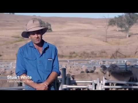 Bucki Pastoral - Customer Success Story (Stuart White - Farm Manager)