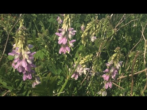 This Noxious Weed Can Displace Native Plants In Washington State