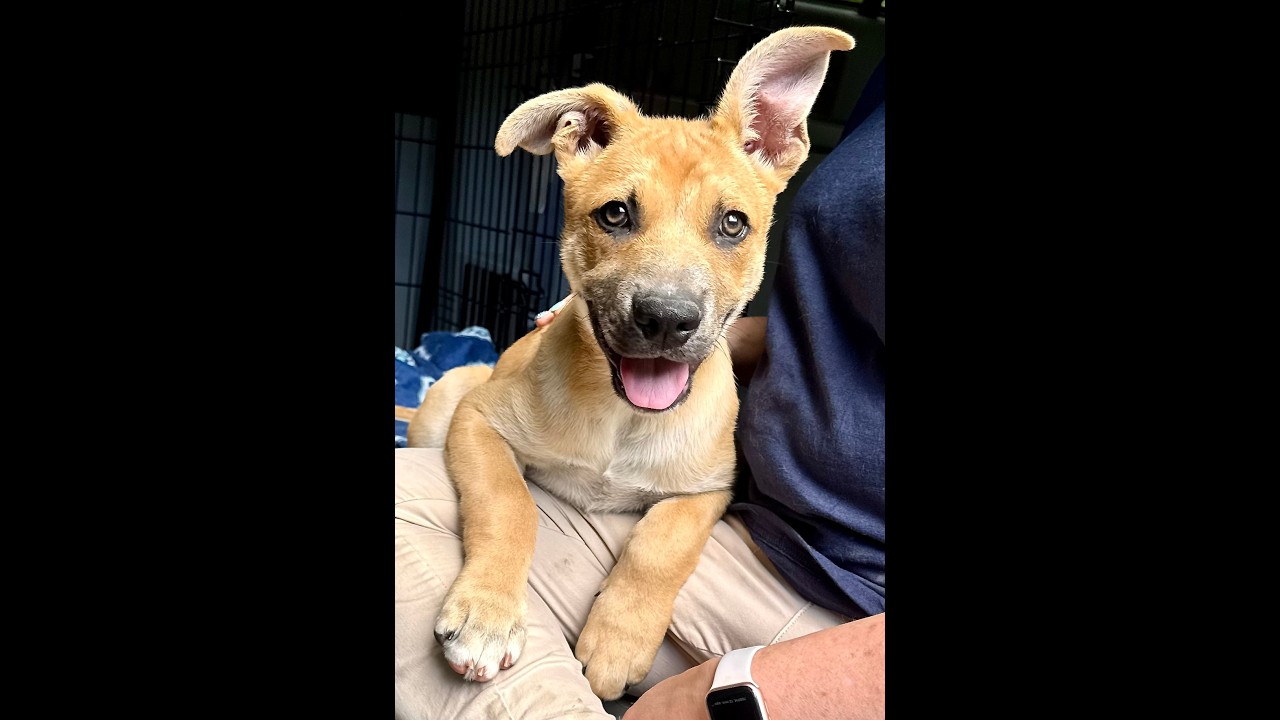 Enlarge River Bubbly - Local Pup, a Adoptable mixed breed in Andover, MA video 3/6