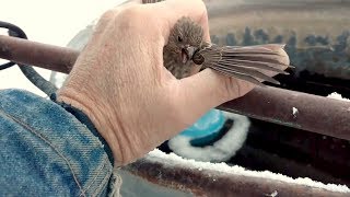 animales un pájaro congelado