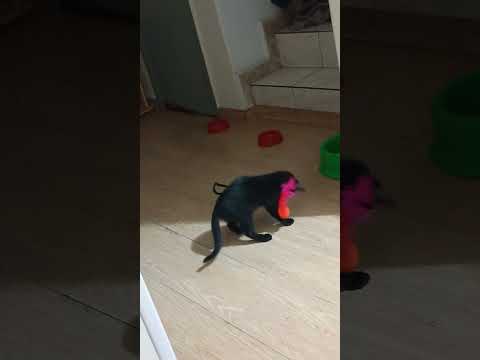 Vídeo de Black 