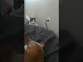 TABBY CAT VS TUXEDO CAT