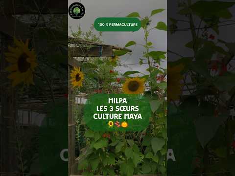 Milpa: Maya 3 Sisters Permaculture for Sustainable Harvests