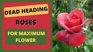 Dead Heading - The Easy Trick for Great Roses!