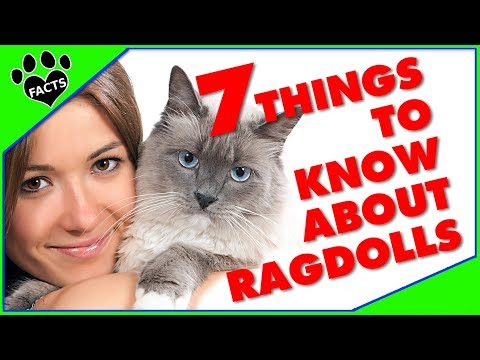 Top 7 Things to Know Before Getting a Ragdoll Cat! Cats 101