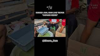 Download lagu STRATEGI CARA JUAL IKAN ONLINE LIVE DI TIKTOK | CUPANG KEDIRI mp3