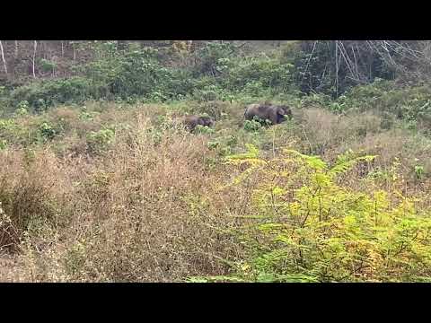 Elephant in chimmini dam