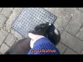 Talkative Tuxedo Cat Won T Stop Complaining