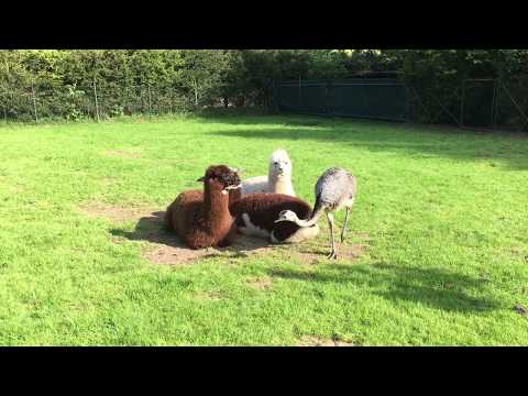 Alpakas - Fellpflege