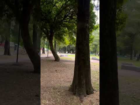 Es increíble que al lado del caos de la general Paz esté parque tan tranquilo #walking #shorts #bsas