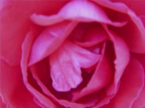 The Rose ~ (cover) By Patty ann Smith