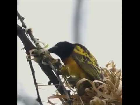 Kuş yuvası yapımı