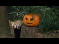 Red pandas Nima and Jung play with pumpkins!