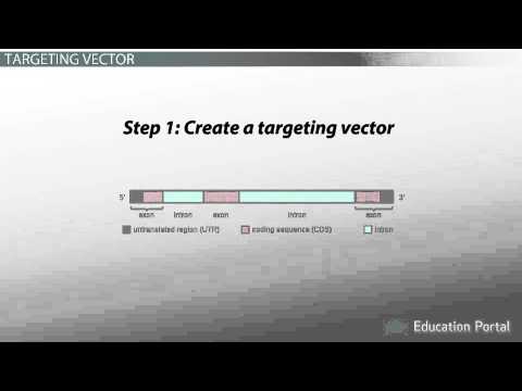 steps of knockout mouse