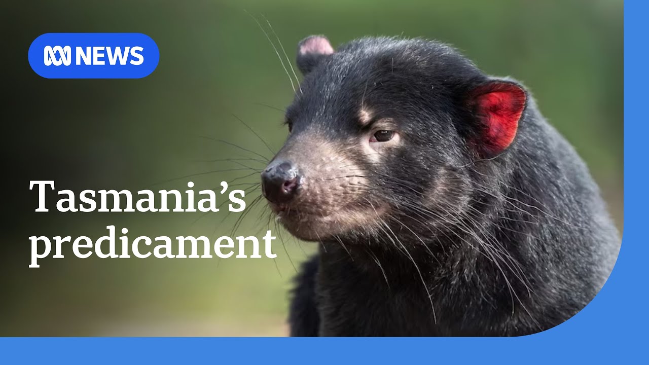 Escalating environmental challenges in Tasmania | ABC News