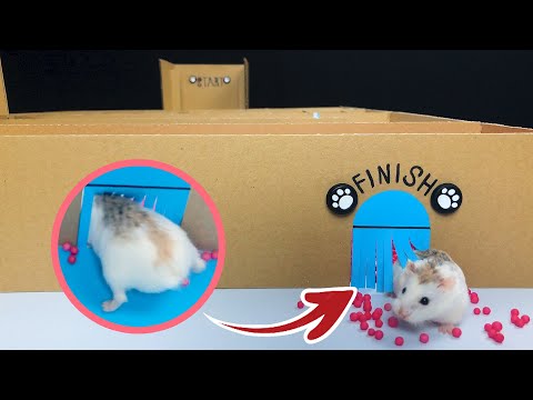DIY - Build Amazing Hamster Maze With Cardboard