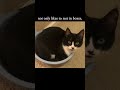 Tuxedo Cat Resting In A Bowl Funny Cat