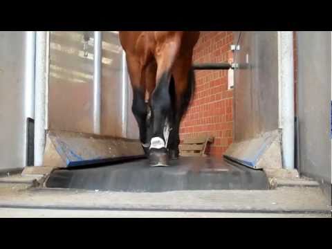 Fannar und Elgur im Dienste der Wissenschaft