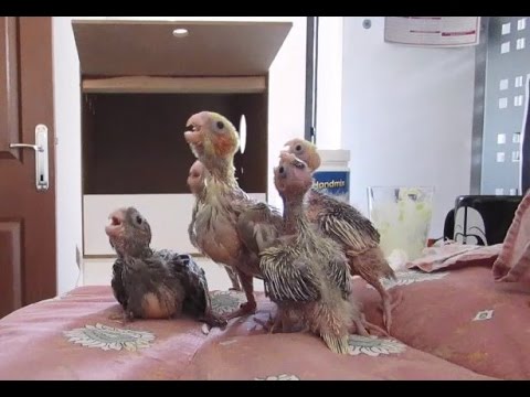 Doymak Bilmeyen Sultan Papağanı Yavruları - Baby Cockatiels Hand Feeding