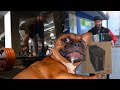 URMEL übernimmt Youtube - Ich werde STREAMER