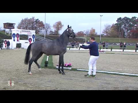 HM Cornet Obolensky   Argentinus