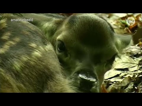 GLD Nieuws 21 mei 2013 - Nieuws