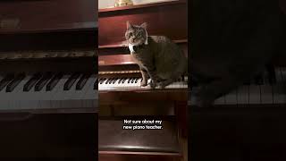 Funny Cat Has a Unique Way of Playing the Piano